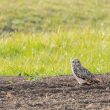 Hibou des marais dans le marais Breton